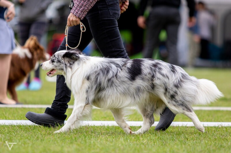 78_Jolly Joliet Magic Bond_VP1 Best Puppy_4